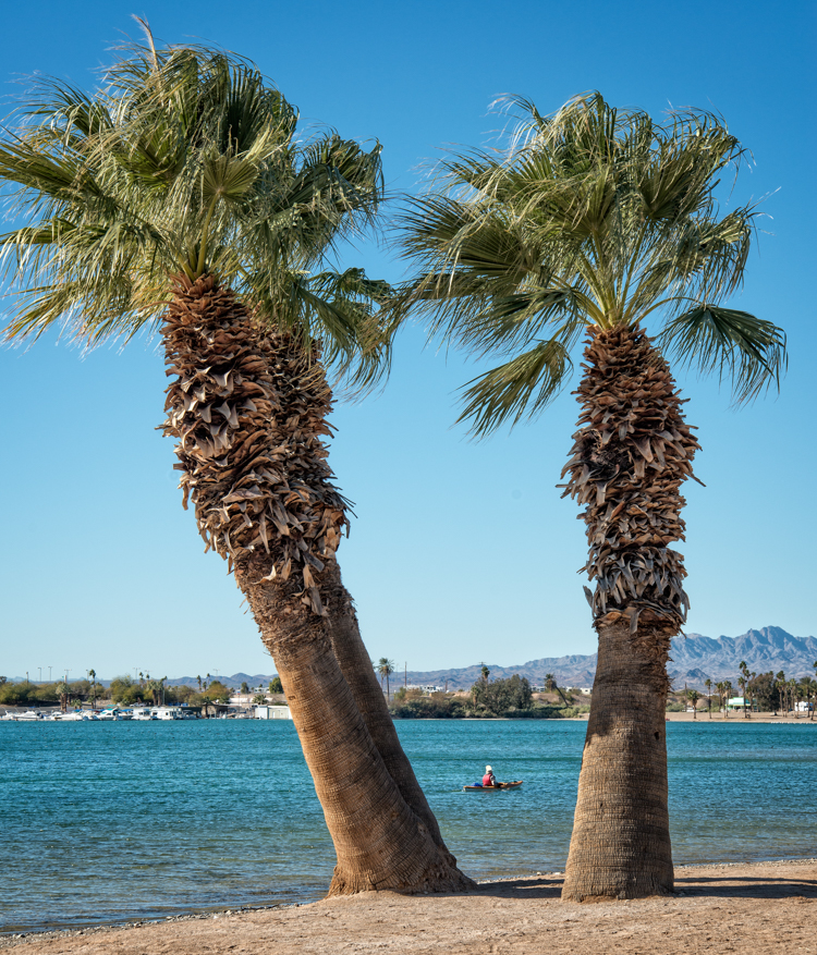 Palm trees and kayaks, Lake Havasu