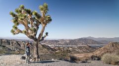 Joshua Trees, en route to Grand Canyon