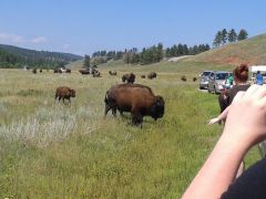 Buffalo And calf Up close