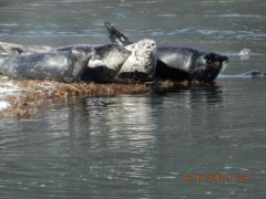 Seal lying around enjoying sunshine on Dyea road