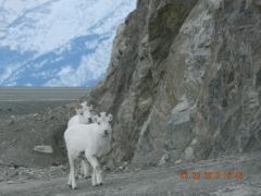 Mountain Goats at Destruction Bay, Yukon.