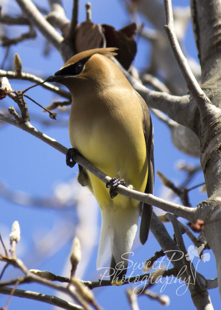 Cedar Wax Wing