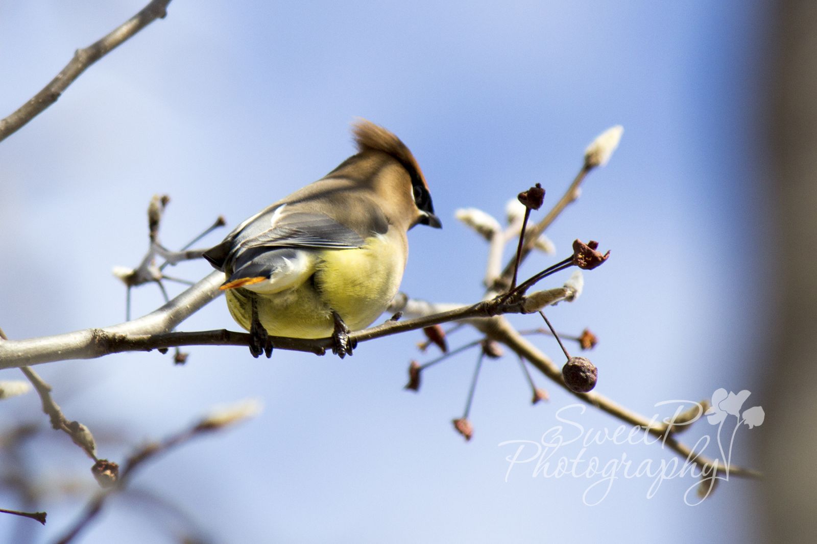 Cedar Wax Wing