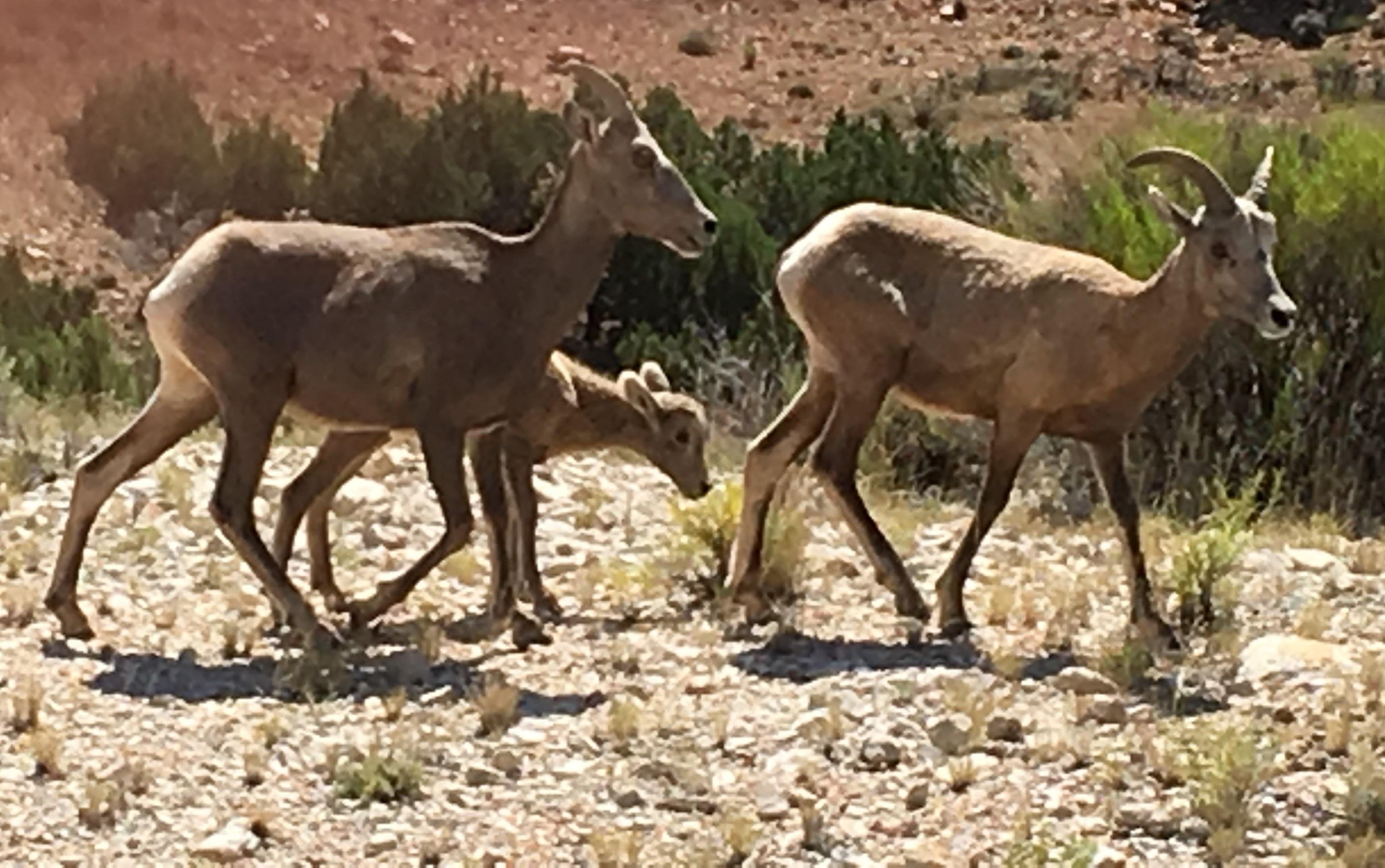 From Gillette to Three Weeks in Wyoming